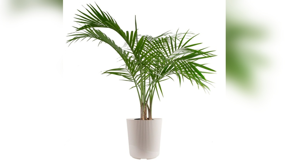 Sunlit Indoor Plant Decor