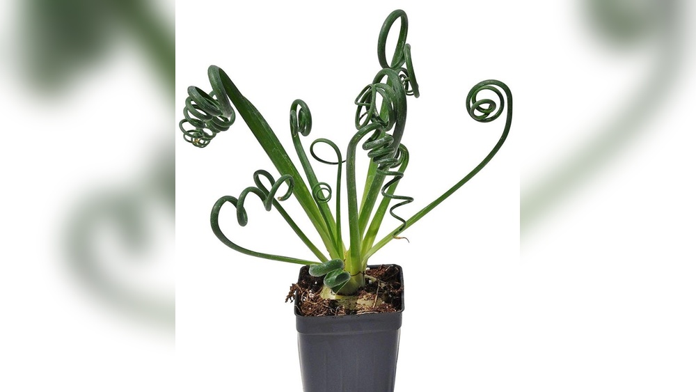 Unusual Indoor Plant Decor