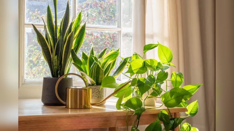 Winter Indoor Plant Decor Tips