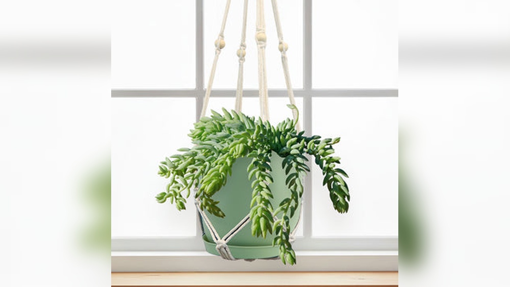 6 Ultra-Rare Succulents That Will Make Plant Collectors Lose Their Minds