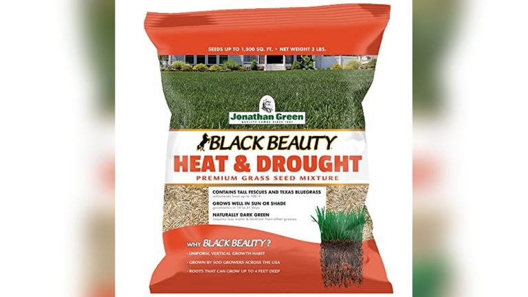 Best Grass Seed For Full Sun And Drought
