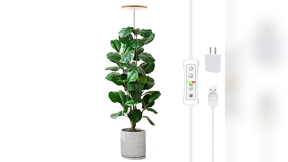 Best Grow Light For Bird Of Paradise