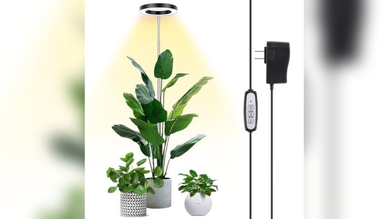 Best Grow Light For Meyer Lemon Tree