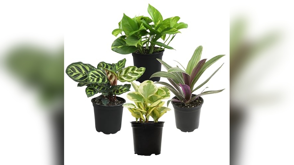 Best Indoor Plants For Low Light And Clean Air