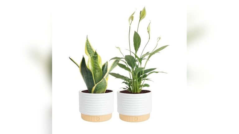 Best Indoor Plants For Low Light Non Toxic