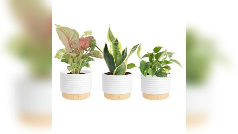 Best Indoor Plants For Office With No Windows