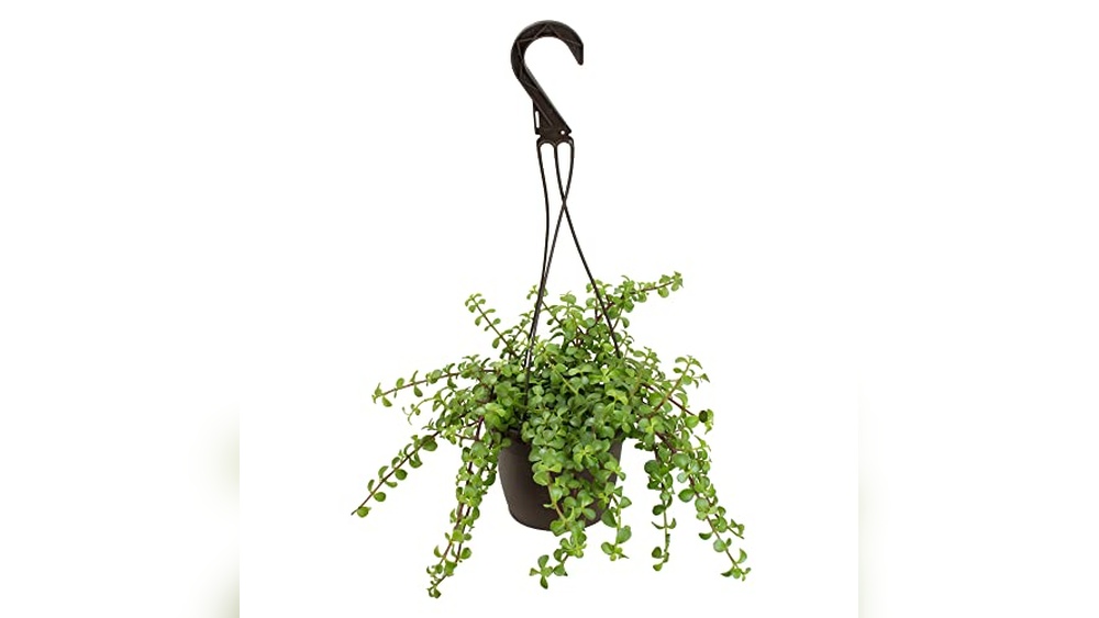 Best Plants For Hanging Baskets In Full Sun