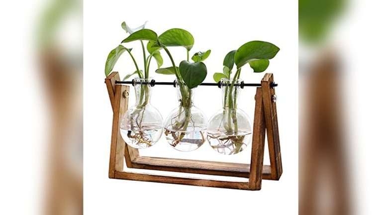 Best Plants For Office Desk With No Windows