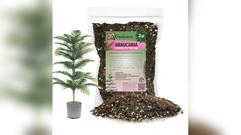 Best Potting Soil For Norfolk Island Pine