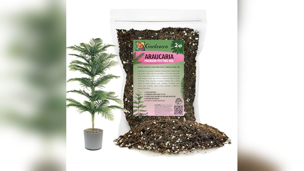 Best Potting Soil For Norfolk Island Pine