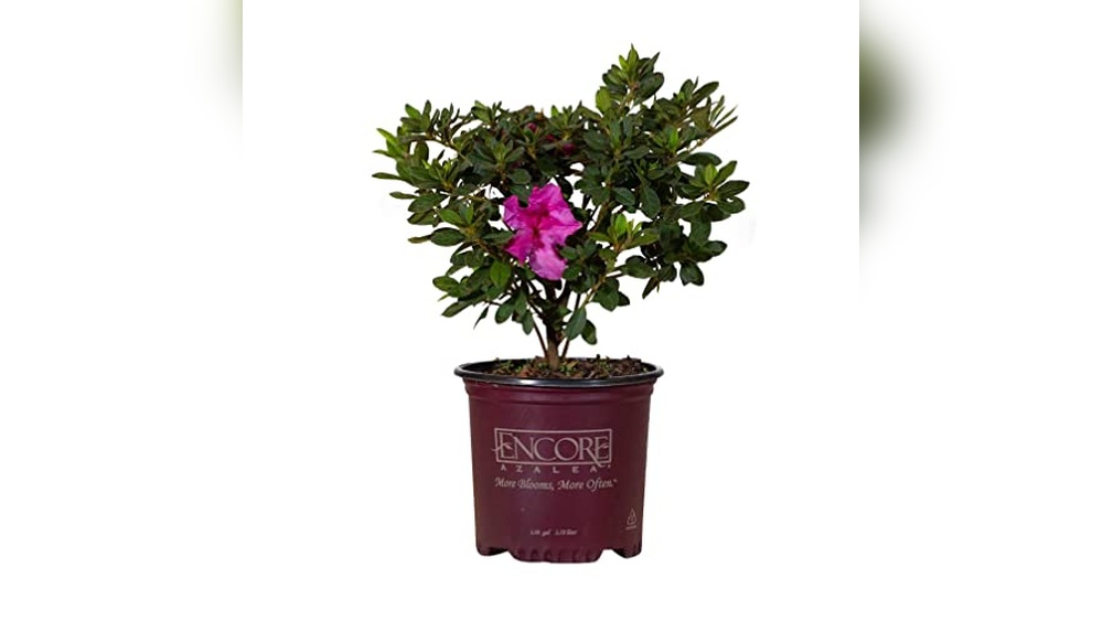 Best Shrubs For Full Sun In Front Of House