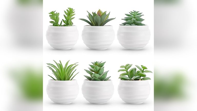 Best Succulents For Office Desk With No Windows