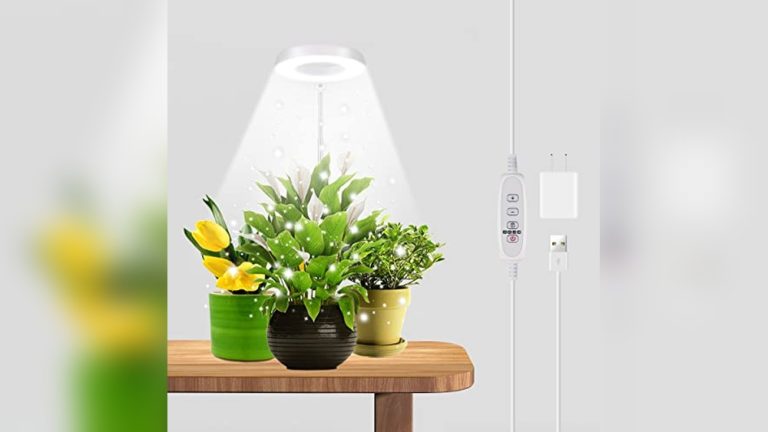 Top 5 Low Light Succulents For Growing Indoors