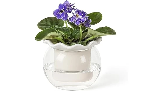 Best 1 Window for African Violets
