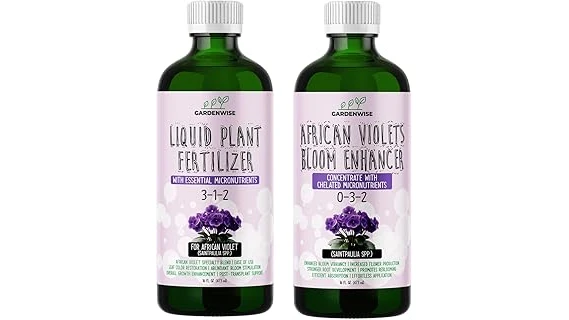 This image shows a lush African violet plant with vibrant purple blooms, ready for the Best 10 African Violet Fertilizer.