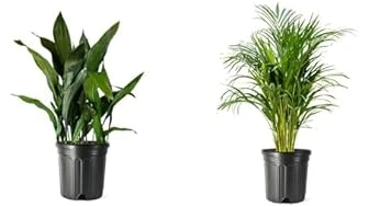 Best 10 Big Plants for Low Light