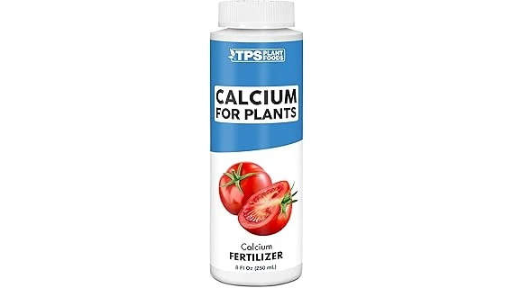 The image shows a healthy tomato plant with ripe red fruit, illustrating the benefits of calcium.