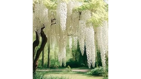 The image shows a lush green climbing plant growing on a shaded garden wall, perfect for the best shade climbers.