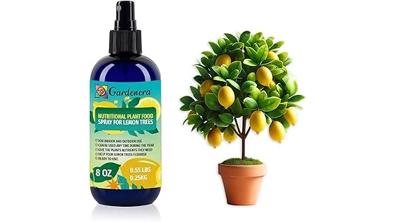 The image shows a healthy potted lemon tree with lush green leaves and bright yellow lemons.