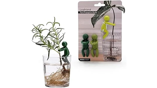 Best 10 Indoor Plants to Give As Gifts