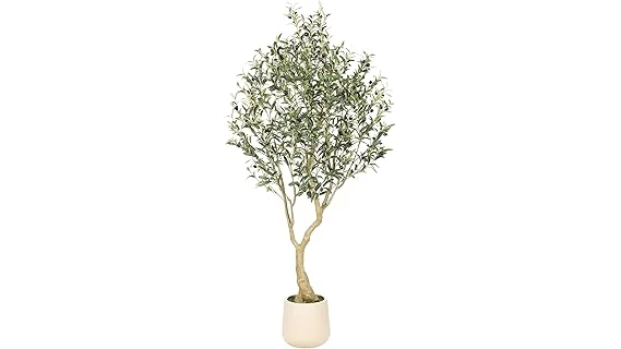 This image shows a beautiful olive tree in a pot, perfect for a home garden.
