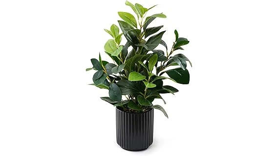 The image shows several lush, healthy plants thriving in a dimly lit indoor space, perfect for a dark room.