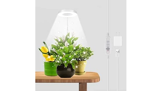 Best 10 Plant for No Sunlight