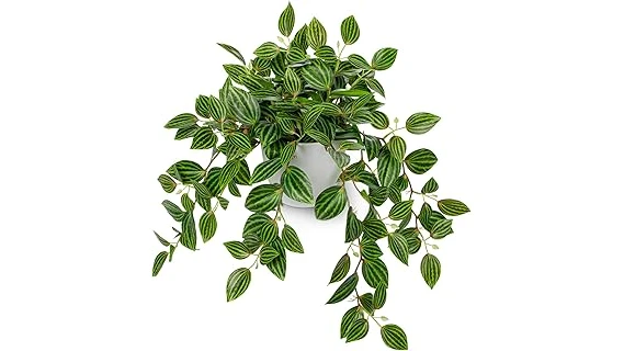 The image shows lush green plants displayed stylishly above kitchen cabinets.