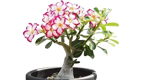 The image shows a vibrant succulent garden, perfect for the Best 10 Plants for Desert Heat list.