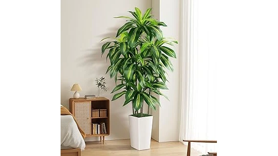 Best 10 Plants for Dorm Rooms