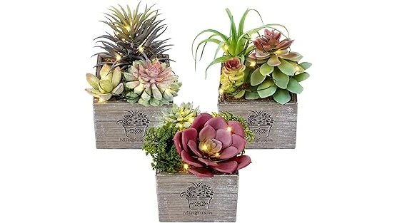 The image shows a snake plant thriving in a dimly lit office corner, perfect for the best 10 plants for office with low light.