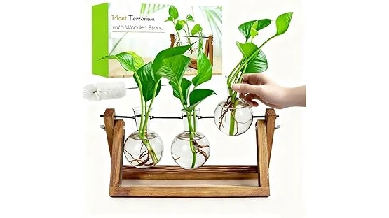 This image shows a beautiful open terrarium filled with lush green plants, perfect for the best 10 plants for open terrariums.
