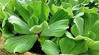 Best 10 Plants for Wet Areas