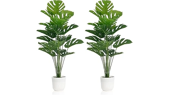 Best 10 Plants for a Basement