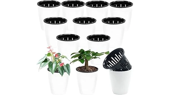 The image shows beautiful Hoya plants thriving in attractive pots, highlighting the best 10 pot options for Hoya plants.