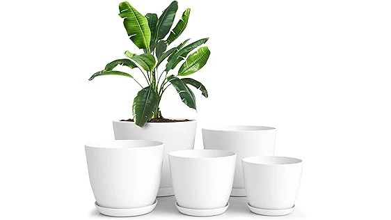 Best 10 Pot for Jasmine Plant