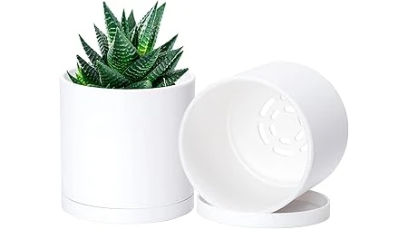 The image shows a healthy pineapple plant thriving in a stylish, suitable pot, perfect for growing your own.