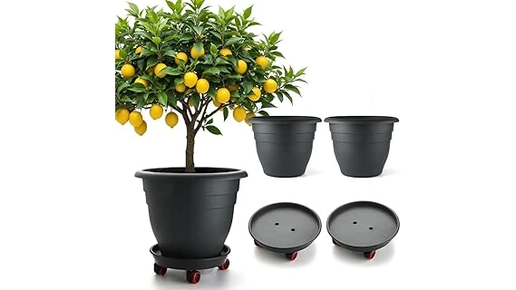 Best 10 Pots for Citrus Trees
