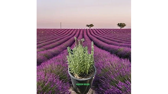 Best 10 Shrubs for Containers in Full Sun