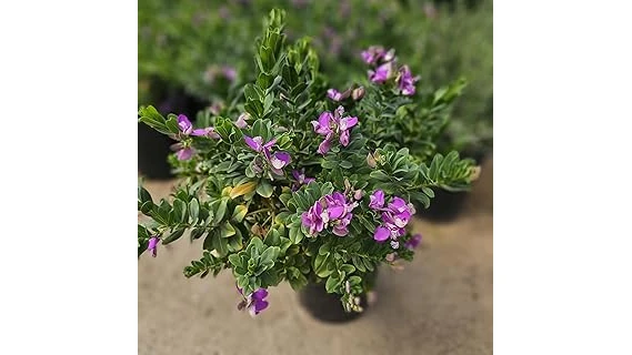 The image shows a vibrant collection of small shrubs thriving in bright sunlight, ideal for full sun gardens.