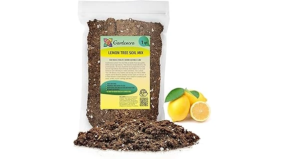 The image shows healthy Meyer lemon trees potted in nutrient-rich soil, ideal for the Best 10 Soil for Meyer Lemon Tree.