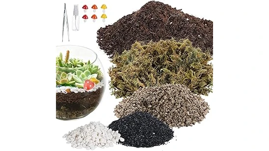 Best 10 Succulents for a Terrarium