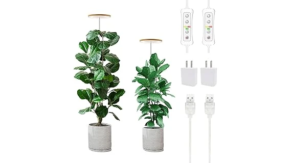 The image shows a tall, leafy plant thriving in a dimly lit room, perfect for low light.