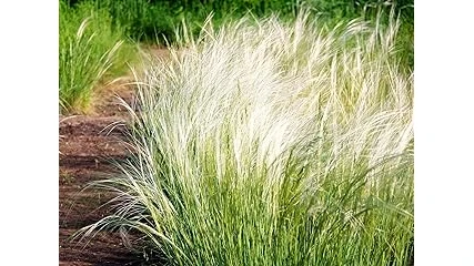 The image shows two ornamental grasses thriving in bright full sun, showcasing their texture.