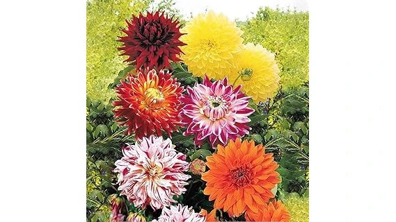 Best 3 Dahlias for Zone 9