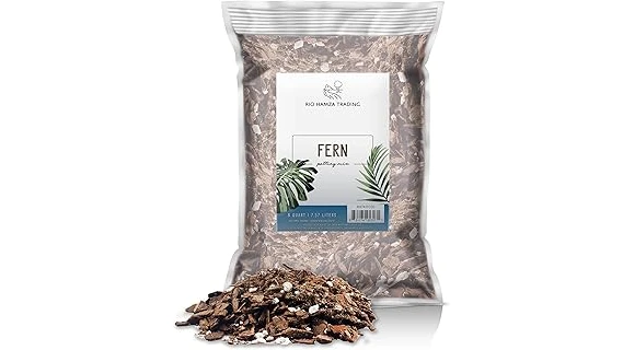 The image shows a Norfolk Pine seedling planted in a pot filled with the best soil for its growth.