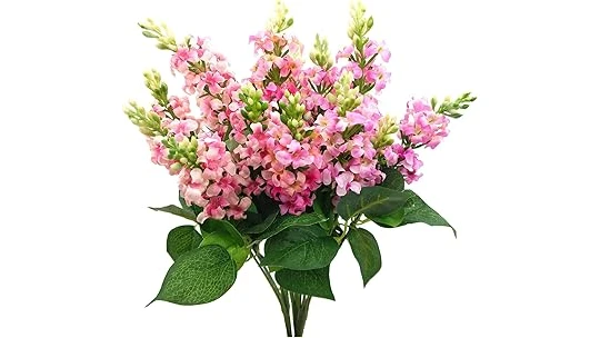 This image shows a vibrant garden bed filled with various colorful flowers thriving in partial shade conditions.