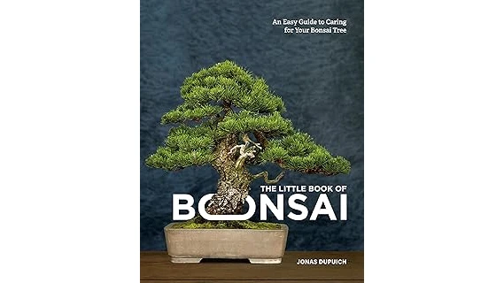 The image shows a beautiful Ficus bonsai tree, a popular choice from best selling bonsai trees for beginners indoors.