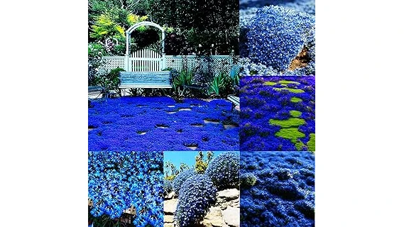 The image shows a lush, green ground cover of creeping thyme plants, perfect for landscaping.