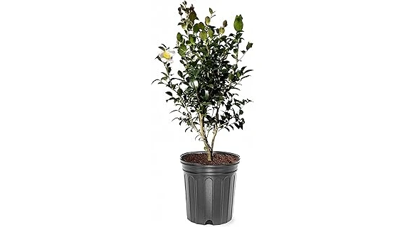 Best Selling 10 Evergreen Shrubs for Shade